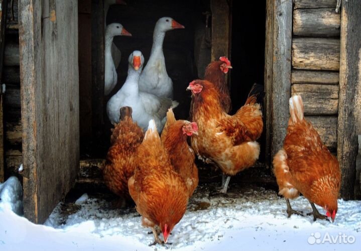 Премиум комбикорм родного края. магазин 