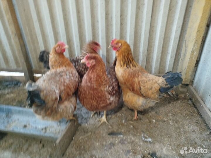 Инкубационное яйцо