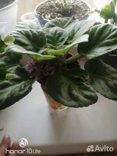 Фиалки цветущие в горшке