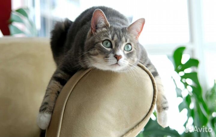 Передержка животных