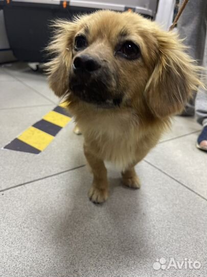 Метис пекинеса