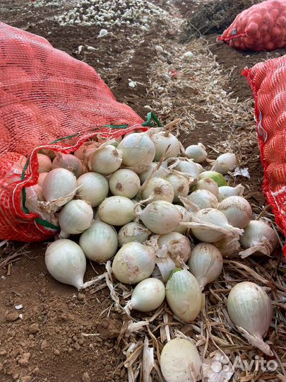 Лук на перо Каратал Стардаст Штутгарт 2023