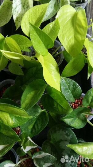 Эпипремнумы/Сциндапсусы