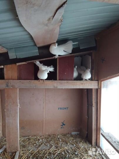 Продажа голубей