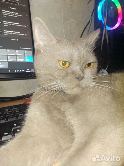 Лиловый британец