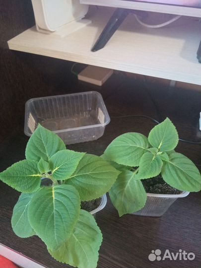 Колеусы вегетативные