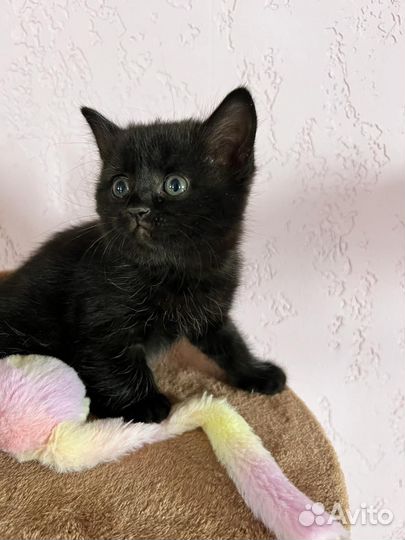 Котенок в дар бесплатно