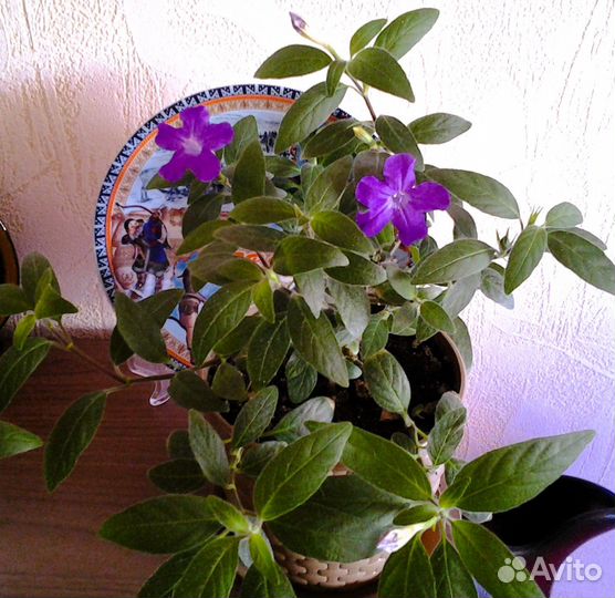 Руэллия Макойя