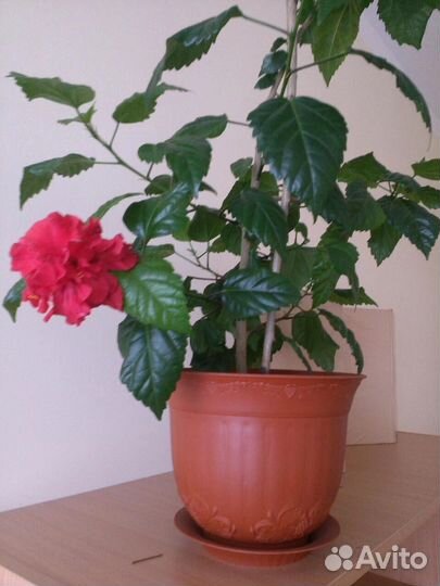 Гибискус китайская роза