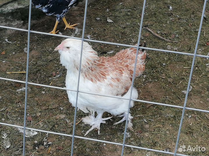 Семья 3+1 молодки на разноцветное яйцо