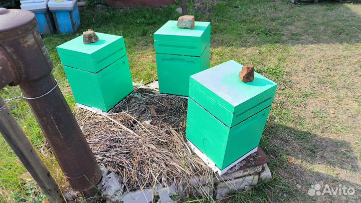 Пчеломатки бакфаст и карника