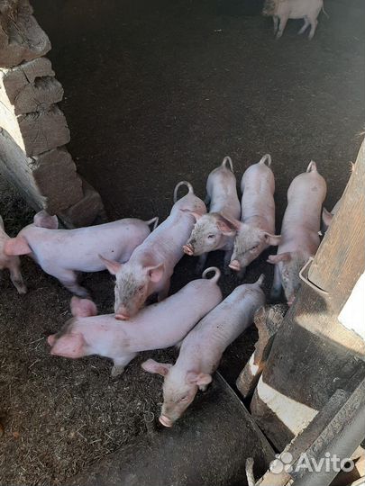 Поросята