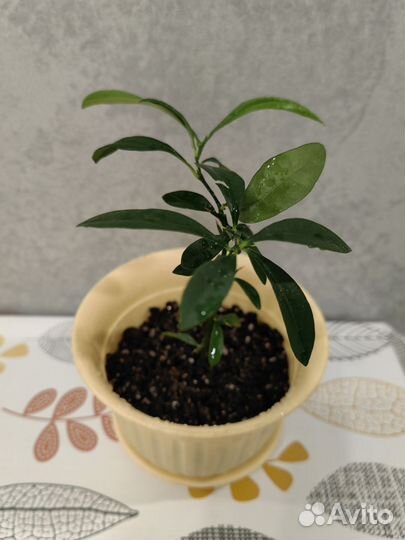 Fortunella hindsii (Гонконгский кумкват)