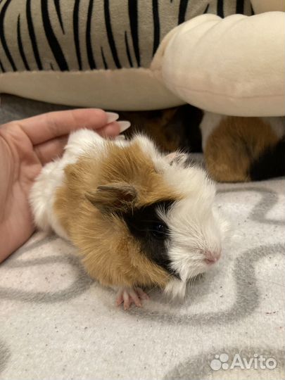 Морские свинки