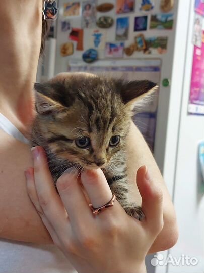 Котенок-мальчик 1,5 месяца бесплатно