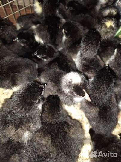 Цыплята Доминант DS109, Московская черная