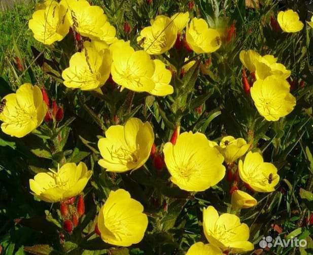 Многолетний цветок