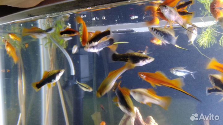 Аквариумные рыбки меченосцы