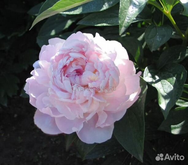 Пион Лавендер букет