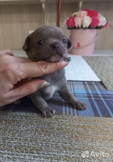 Лиловое чудо