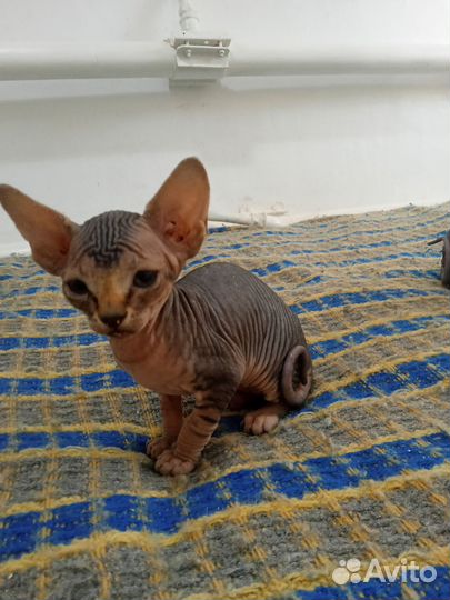 Канадский сфинкс