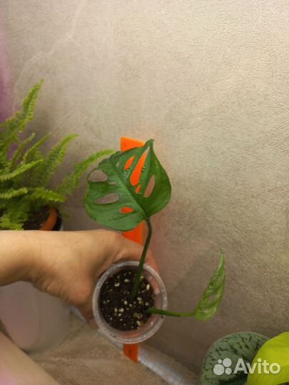 Монстера манки маск