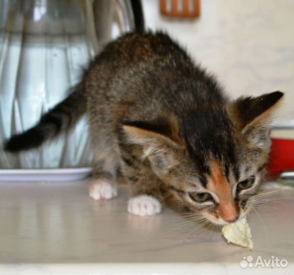 Котенок девочка