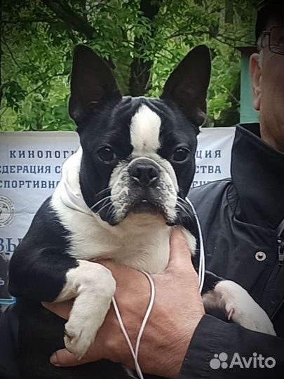 Французский бульдог