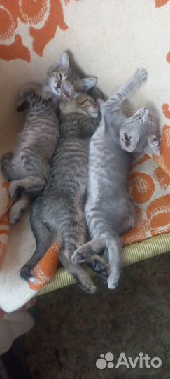 Три котёнка