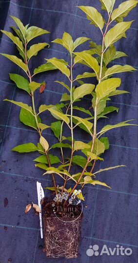 Гортензия Summer Love (Candy Love)