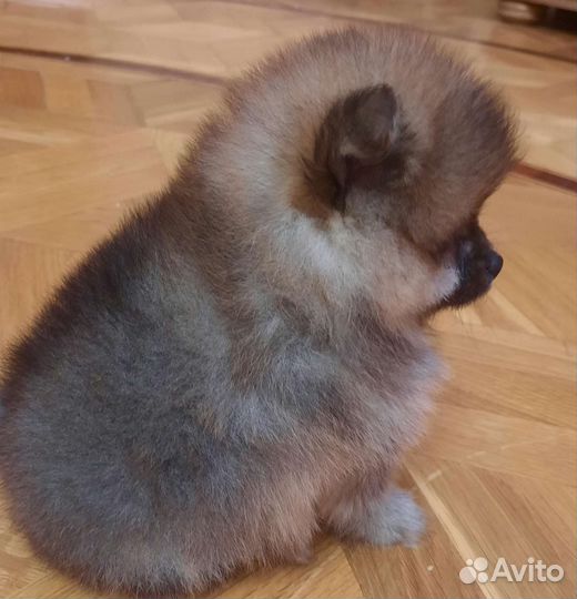 Померанский шпици мини медвежьего типа