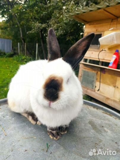 Кролик калифорнийский