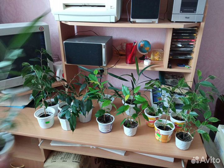 Фикусы разные