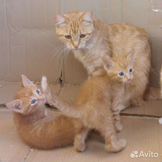 Рыжики на счастье