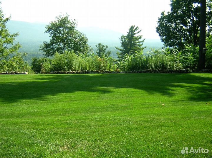 Рулонный газон с укладкой