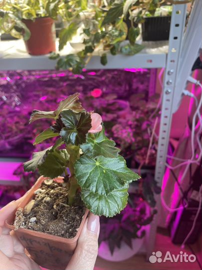 Бегония элатиор