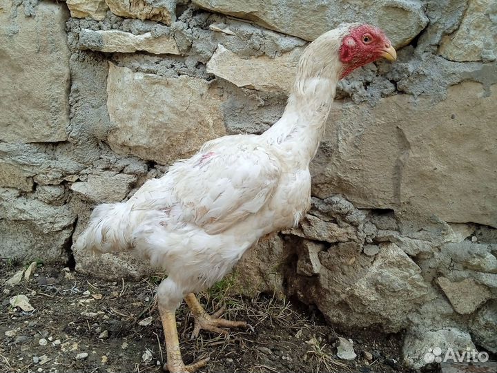 Куры породистые