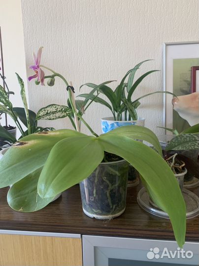 Орхидея фаленопсис