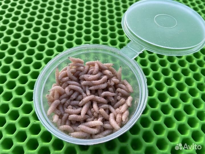 Опарыш оптом