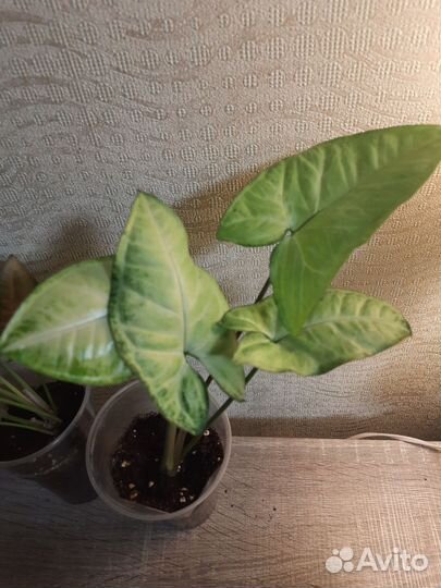 Сингониумы разные