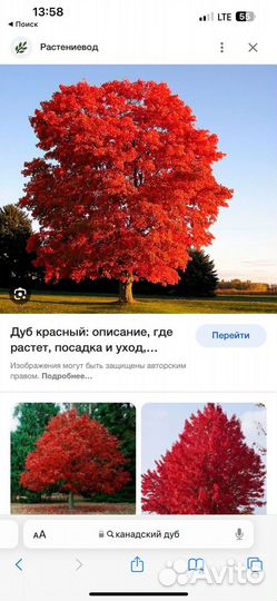 Дуб красный саженцы желуди красного дуба