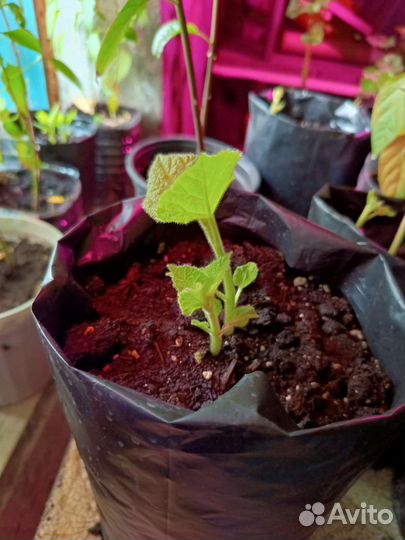 Саженцы павловния