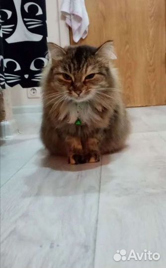 Передержка домашних животных