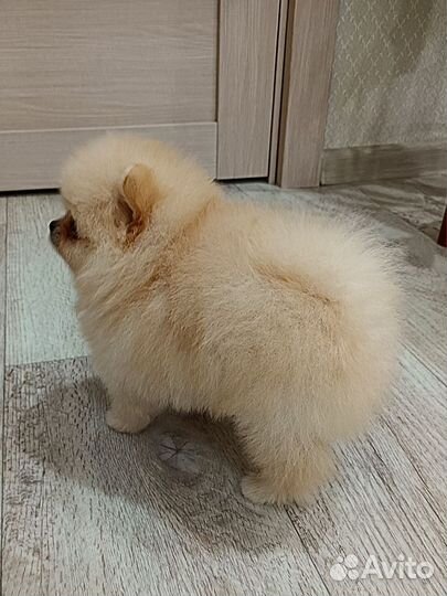 Померанский шпиц мальчик