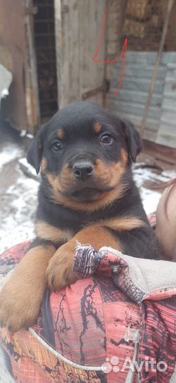 Щенки ротвейлера