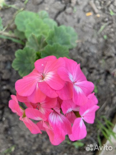 Герань пеларгония