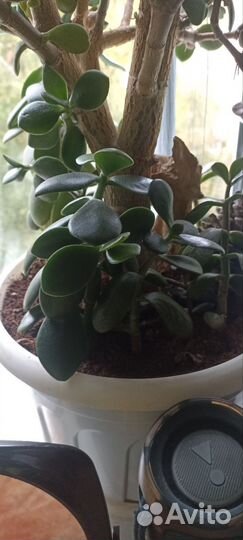 Отдам комнатные растения бесплатно