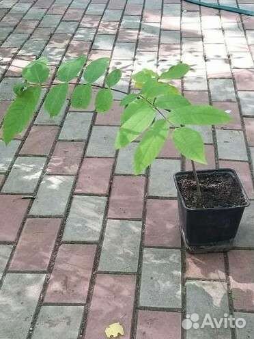 Саженец маньчжурского ореха, 1 год, 30см