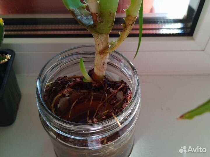 Комнатные цветы