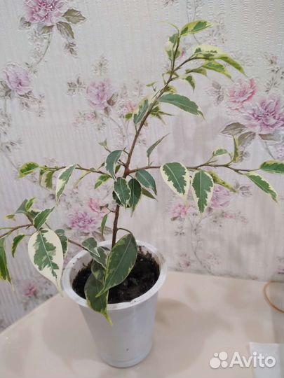 Фикус кинки